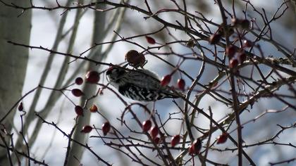 Küçük ağaçkakan