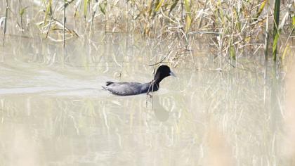 Eurasian Coot