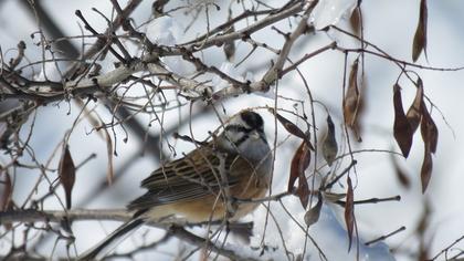 Rock Bunting