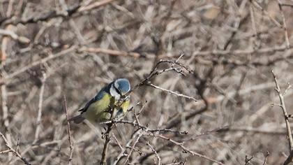Eurasian Blue Tit