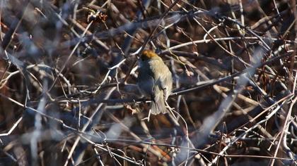 Karabaşlı ötleğen