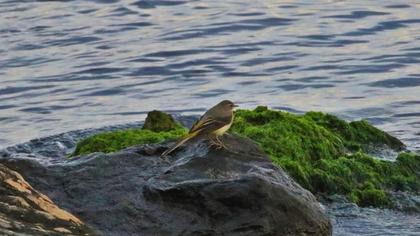 Dağ kuyruksallayanı