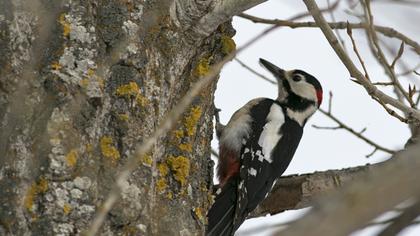 Orman alaca ağaçkakanı