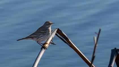 Water Pipit