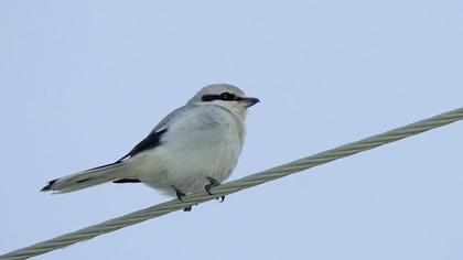 Büyük örümcekkuşu