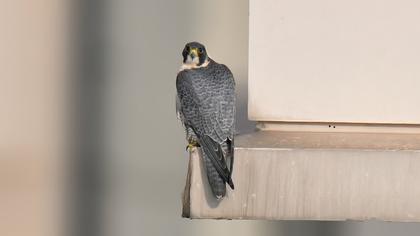Peregrine Falcon