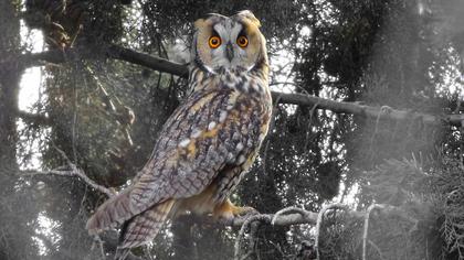 Kulaklı orman baykuşu