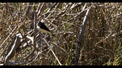 Kıbrıs kuyrukkakanı