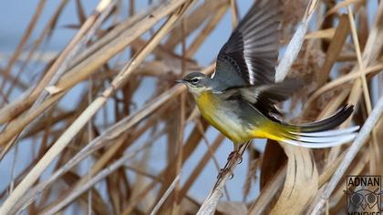 Dağ kuyruksallayanı