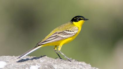 Sarı kuyruksallayan