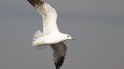 Küçük gümüş martı