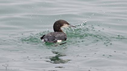 Karagerdanlı dalgıç