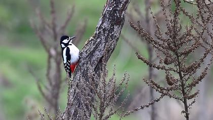 Orman alaca ağaçkakanı