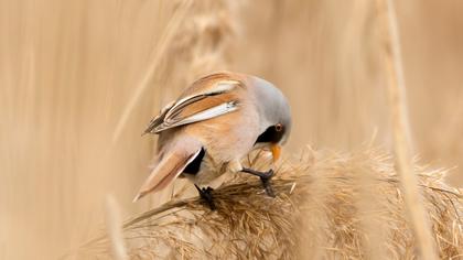Bıyıklı baştankara