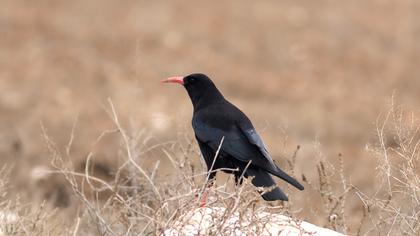 Kırmızıgagalı dağ kargası