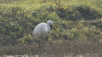 Büyük ak balıkçıl