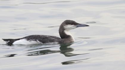 Karagerdanlı dalgıç