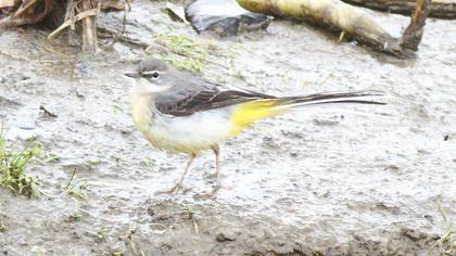 Dağ kuyruksallayanı