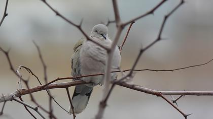 Eurasian Collared Dove