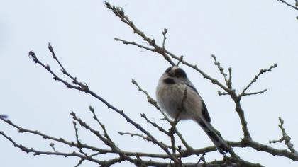 Uzunkuyruklu baştankara