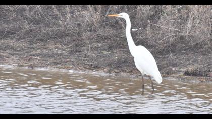 Büyük ak balıkçıl