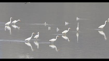Büyük ak balıkçıl