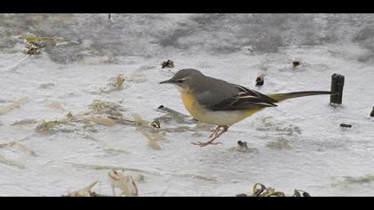 Dağ kuyruksallayanı