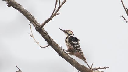 Aksırtlı ağaçkakan