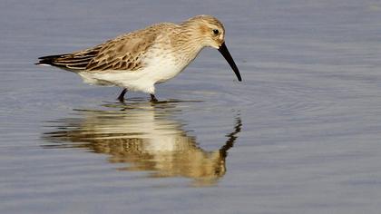 Karakarınlı kumkuşu