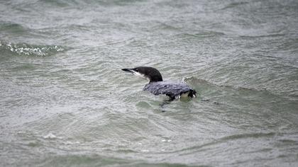 Karagerdanlı dalgıç