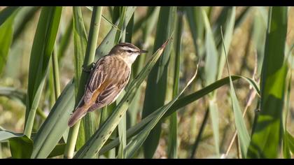 Kındıra kamışçını