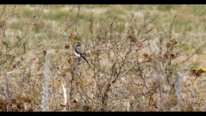 Karaalınlı örümcekkuşu