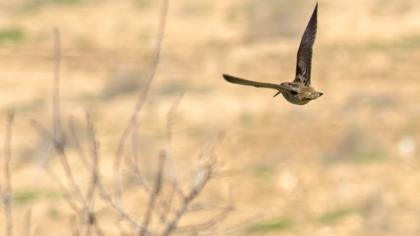 Eurasian Woodcock