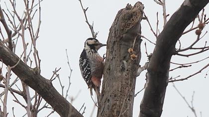 Aksırtlı ağaçkakan