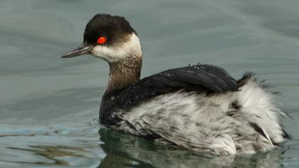 Karaboyunlu batağan