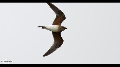 Bataklıkkırlangıcı