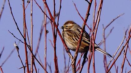 Bataklık Kirazkuşu