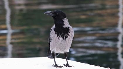 Hooded Crow