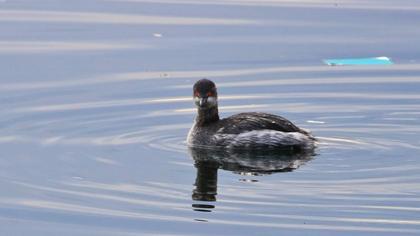 Karaboyunlu batağan