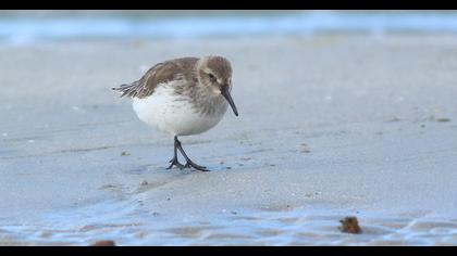Karakarınlı kumkuşu