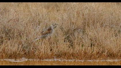 Bataklık Kirazkuşu