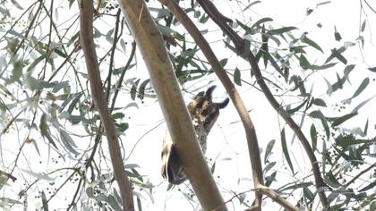 Kulaklı orman baykuşu