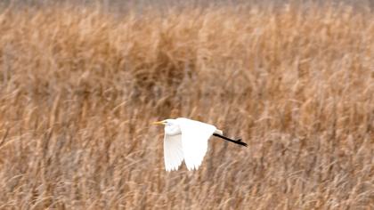 Büyük ak balıkçıl