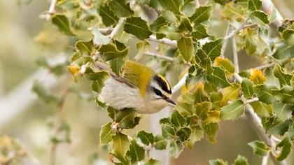 Sürmeli çalıkuşu