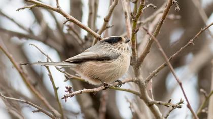 Uzunkuyruklu baştankara