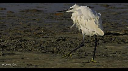 Küçük ak balıkçıl