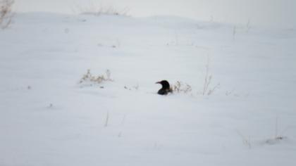 Kırmızıgagalı dağ kargası