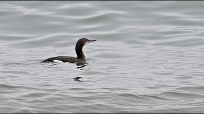 Karagerdanlı dalgıç