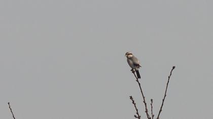 Büyük örümcekkuşu