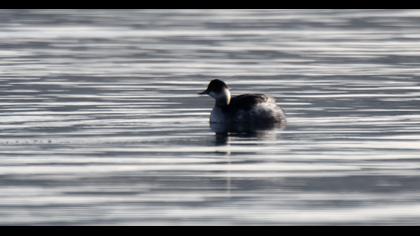 Karaboyunlu batağan
